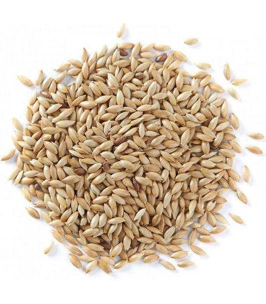 Alpiste alimentario