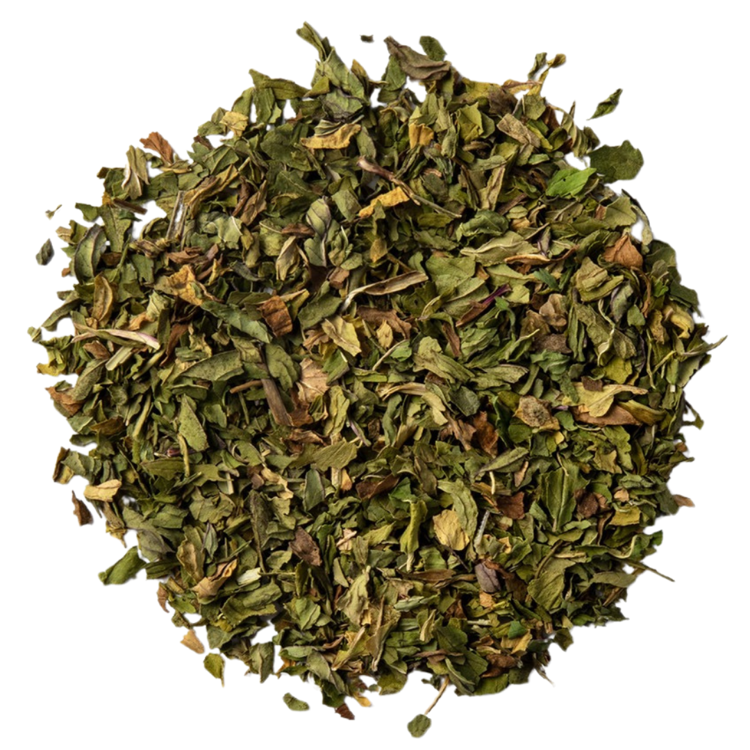 Menta piperita planta