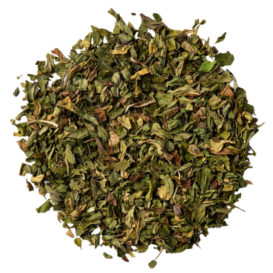 Menta piperita planta
